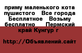 приму маленького кота пушистого - Все города Бесплатное » Возьму бесплатно   . Пермский край,Кунгур г.